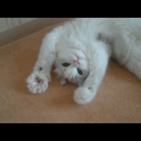 Meet your Posher, Raj - Picture 1 of 1